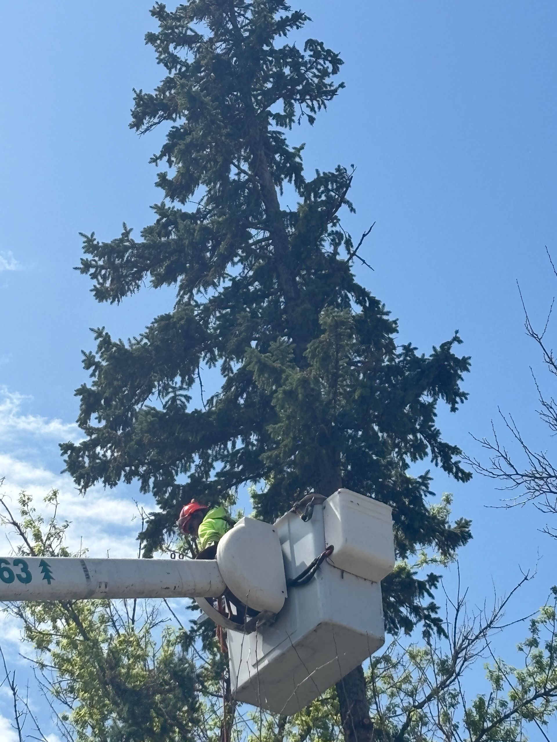 Close-up of Anytime Outdoor Services trimming a tall evergreen tree from an aerial lift in Fort Atkinson, WI.
