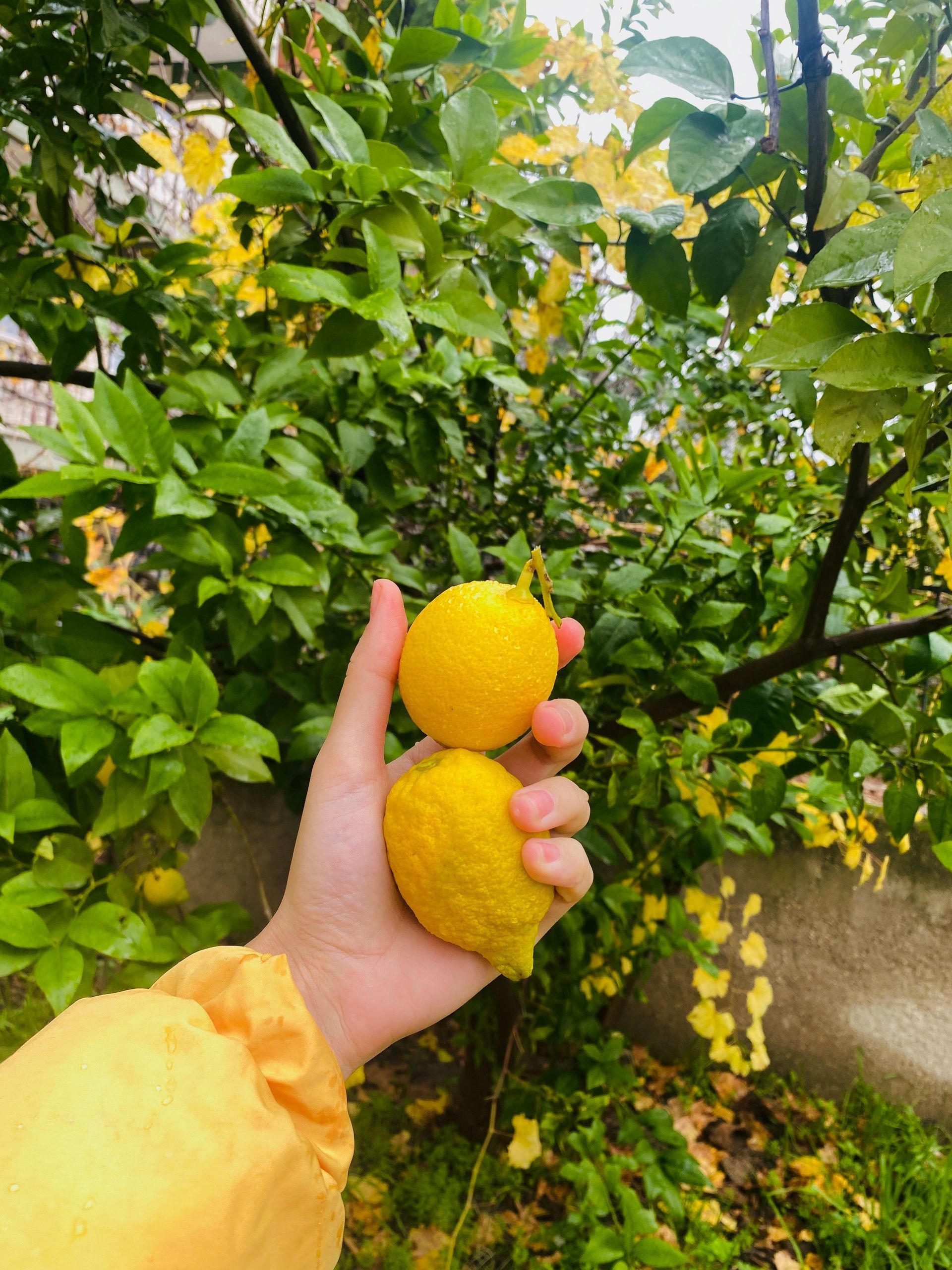 Lemon Juice Day