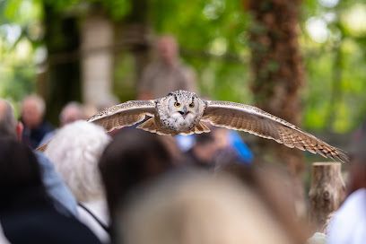 Owl flying low toward a crowd in a wooded outdoor setting