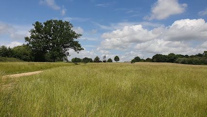 Grassy meadow with a large tree and winding dirt path under a partly cloudy sky