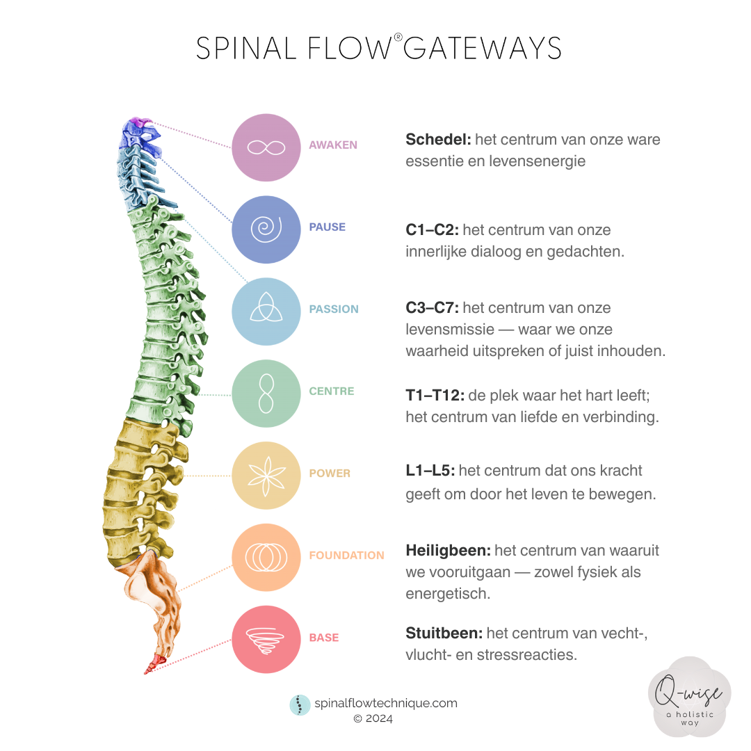 Kleurrijke infographic over de wervelkolom met afbeeldingen van de halswervels, borstwervels, lendenwervels, heiligbeen en stuitbeen, inclusief gezondheidstips.