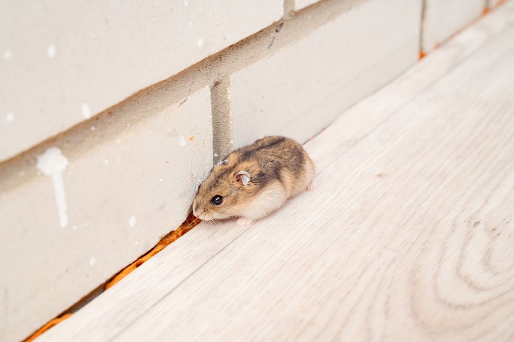 rodent control in kirkland wa