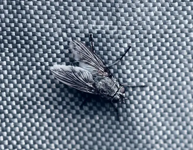 What’s Causing The Sudden Appearance Of Large Flies In Your Home?