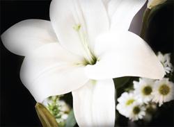 Funerarias Funerarias