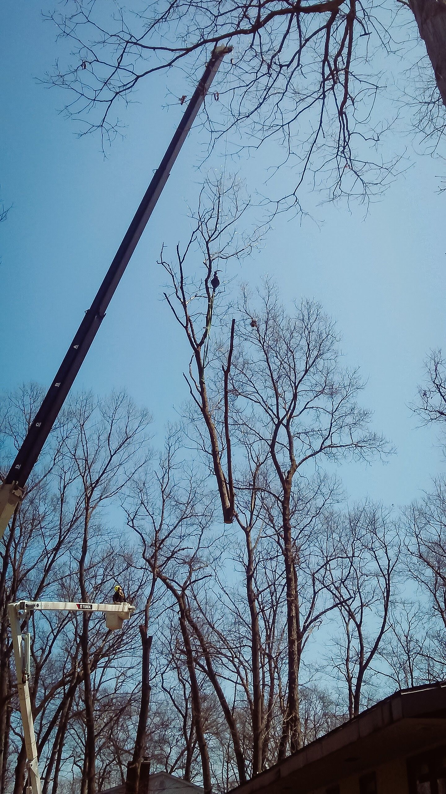 Crane trimming a tall tree against a blue sky, branches visible.