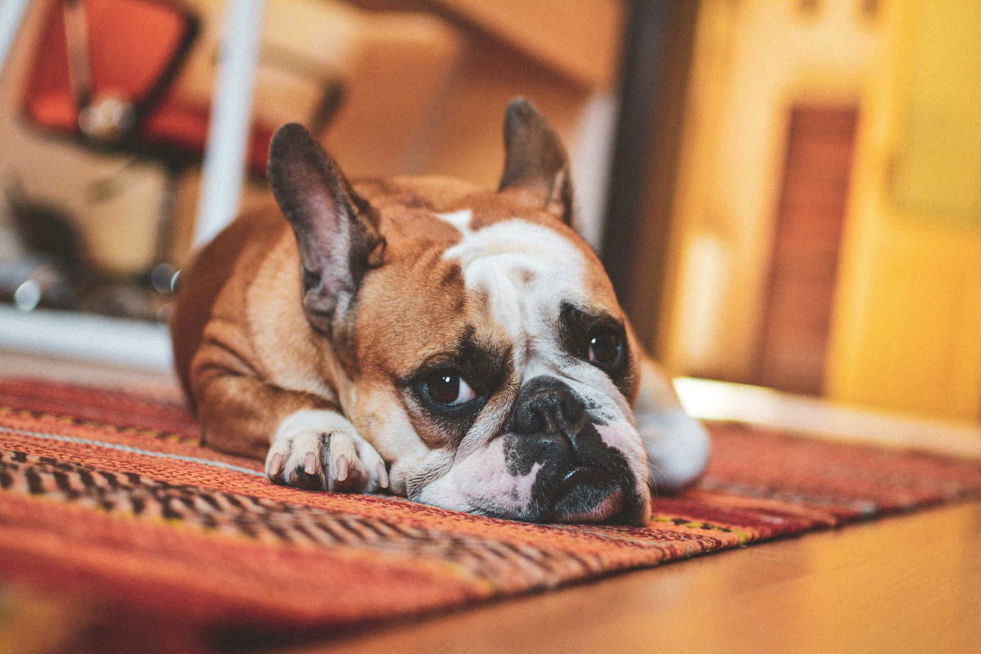 Brown-and-white bulldog resting on a patterned rug indoors