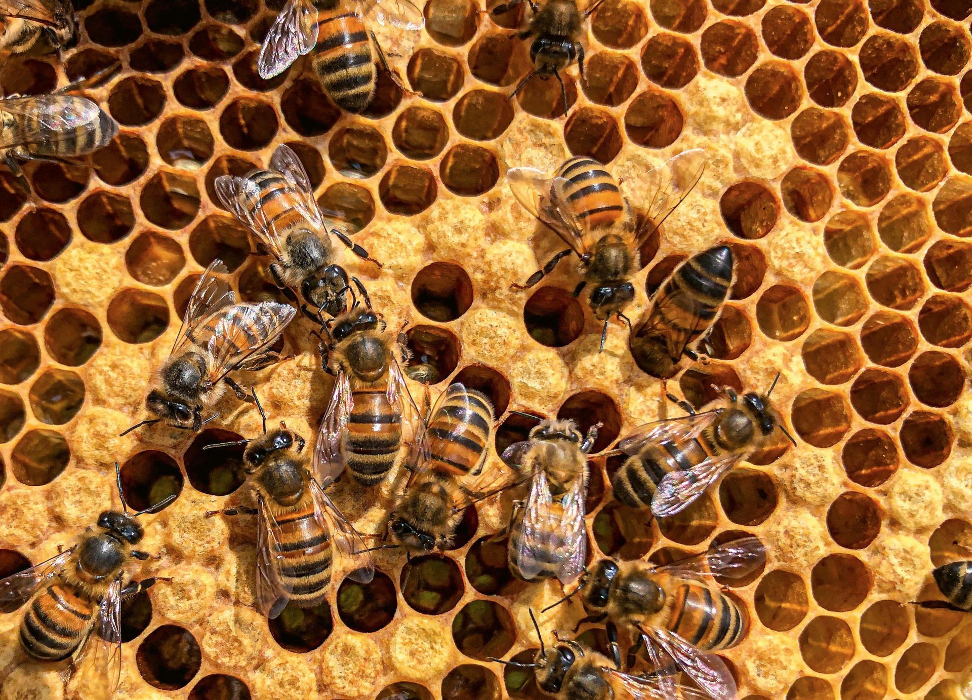 A group of bees are sitting on a honeycomb.
