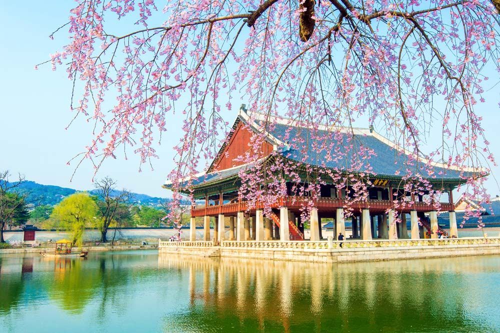 A traditional Korean pavilion on a lake, surrounded by blooming pink cherry blossoms.