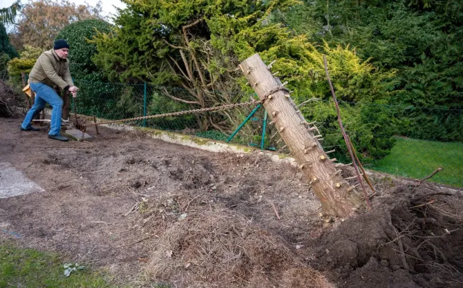 A person shovels soil beside a leaning tree on a muddy hillside near green bushes.