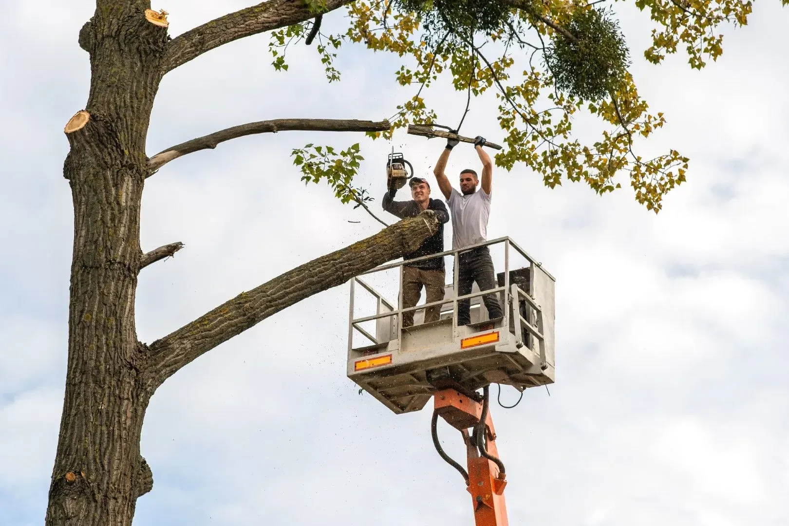 Two workers in a cherry picker trimming a large tree branch