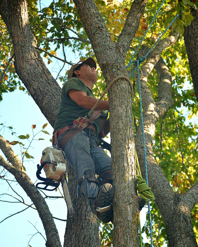 Arborist climbing a tree with safety harness and chainsaw, working among green leaves.