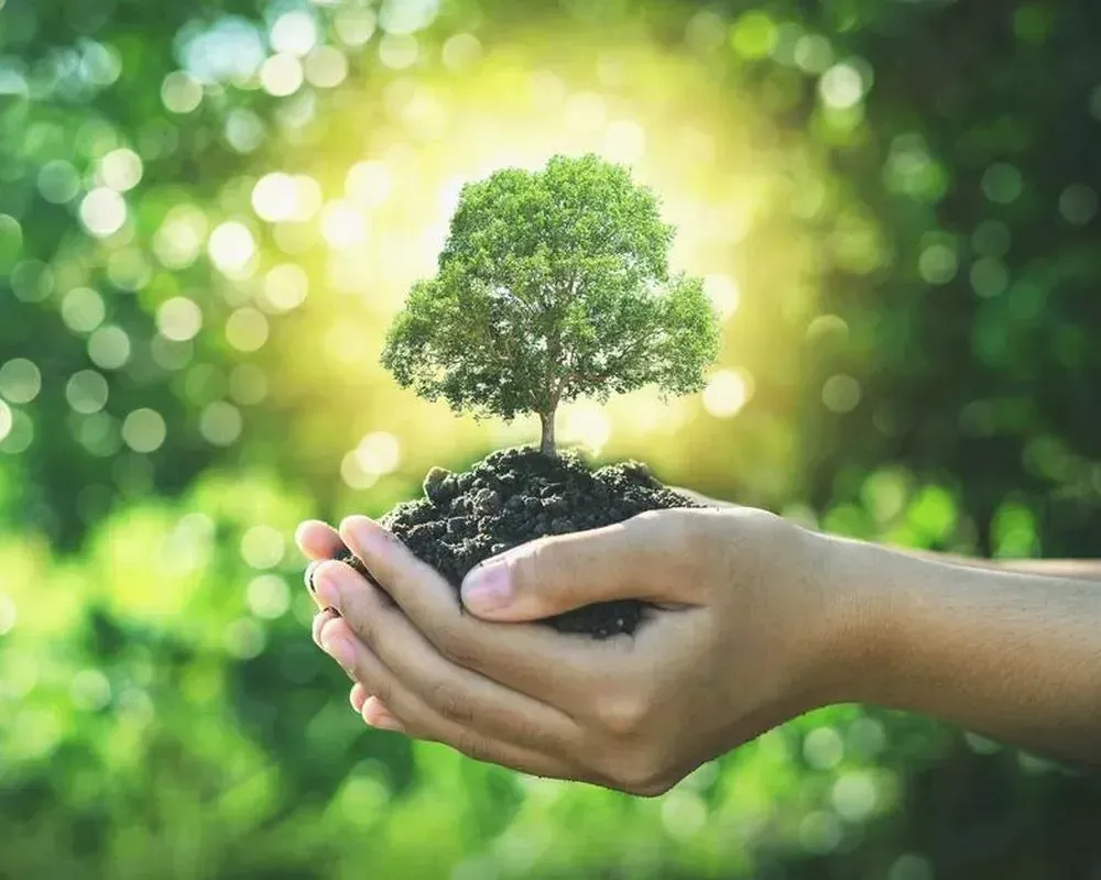 Hands holding a small tree with soil against a green, sunlit background