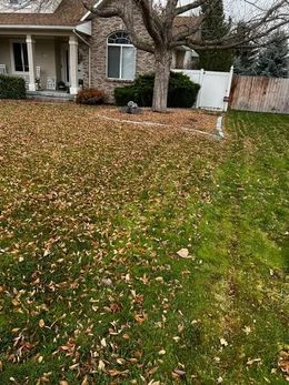 Suburban front yard with fallen leaves, green grass, a large tree, and a house porch in the background
