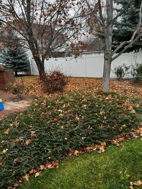 Autumn landscape with fallen leaves, shrubs, bare trees, and a white fence by a lawn