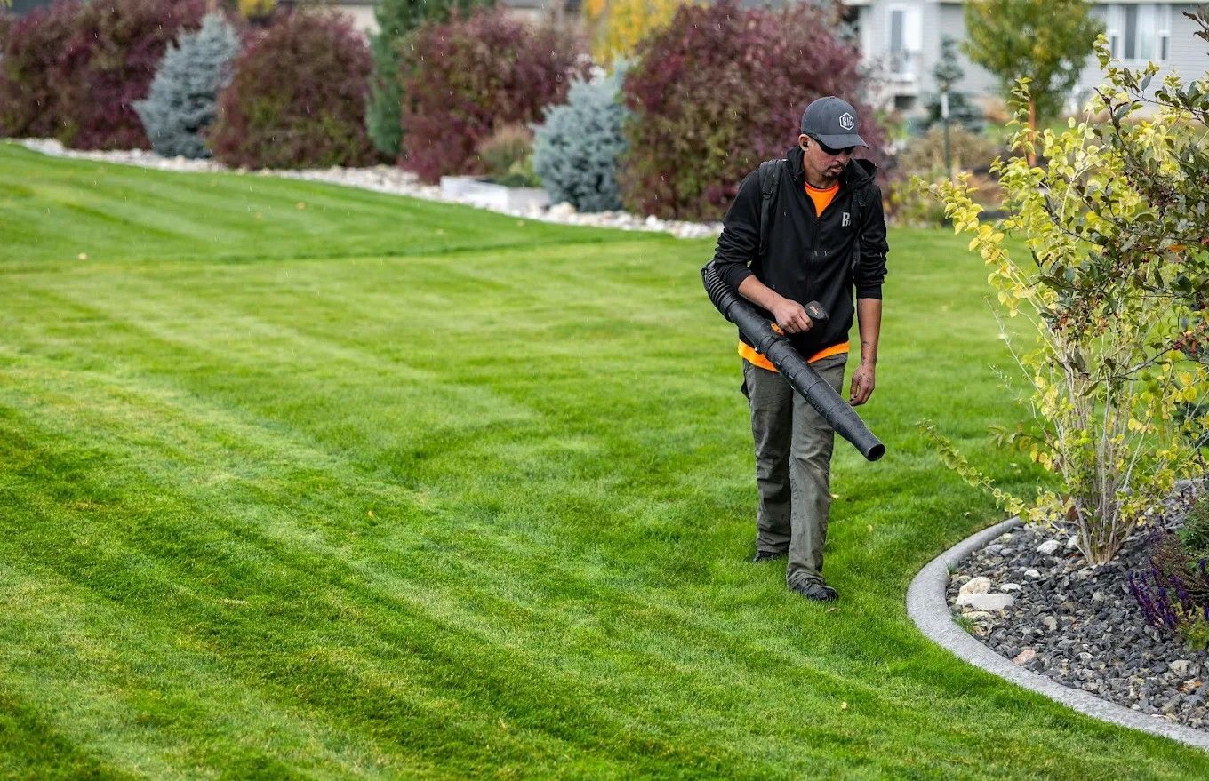 Gardener using a leaf blower on a green lawn beside shrubs and a flower bed