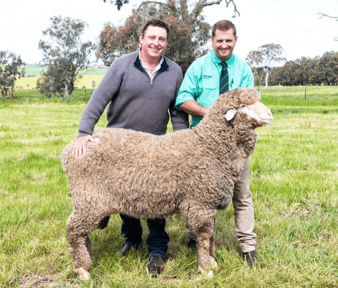 Coryule Merinos Sires Coryule Merinos Sires
