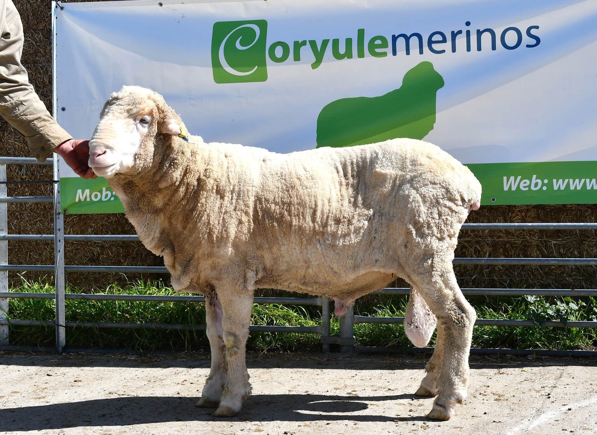 Coryule Merinos Sires Coryule Merinos Sires