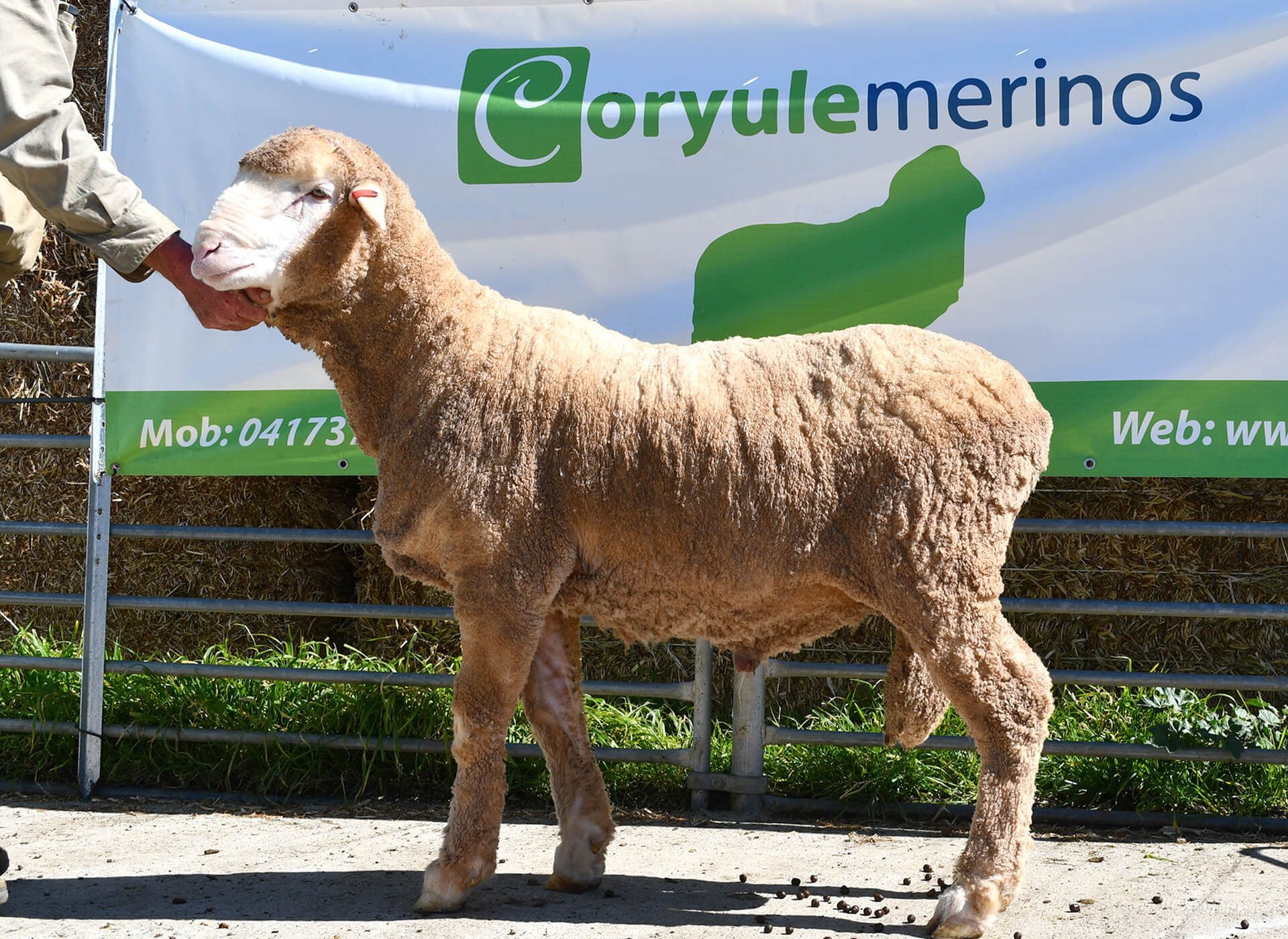Coryule Merinos Sires Coryule Merinos Sires