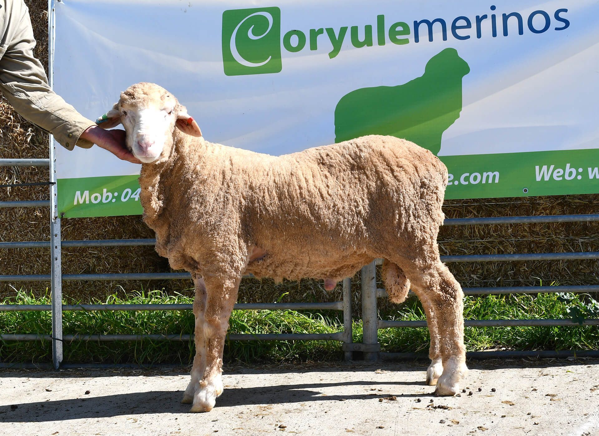 Coryule Merinos Sires Coryule Merinos Sires