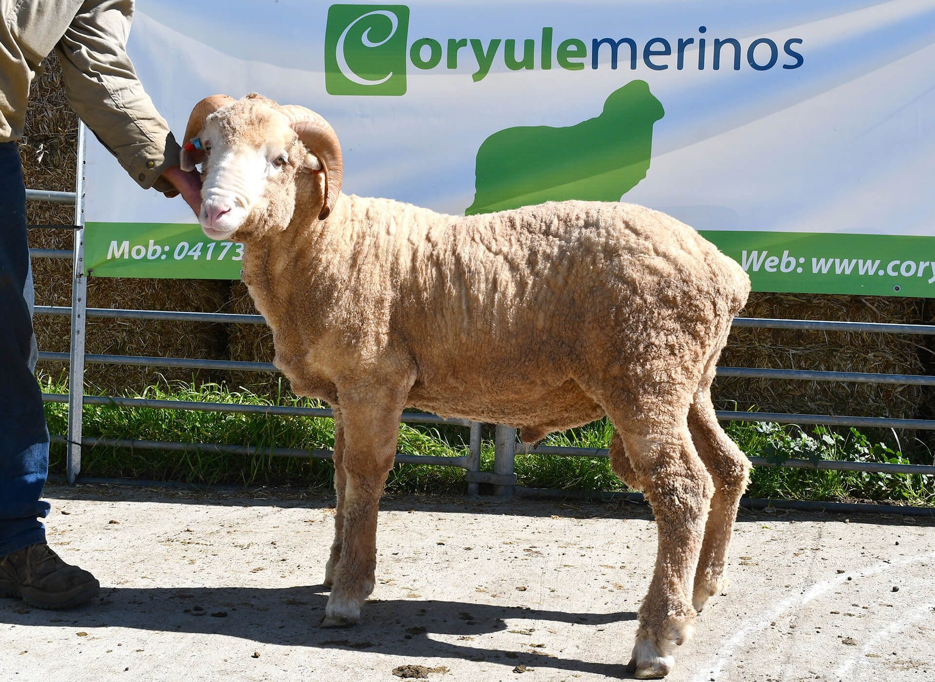 Coryule Merinos Sires Coryule Merinos Sires
