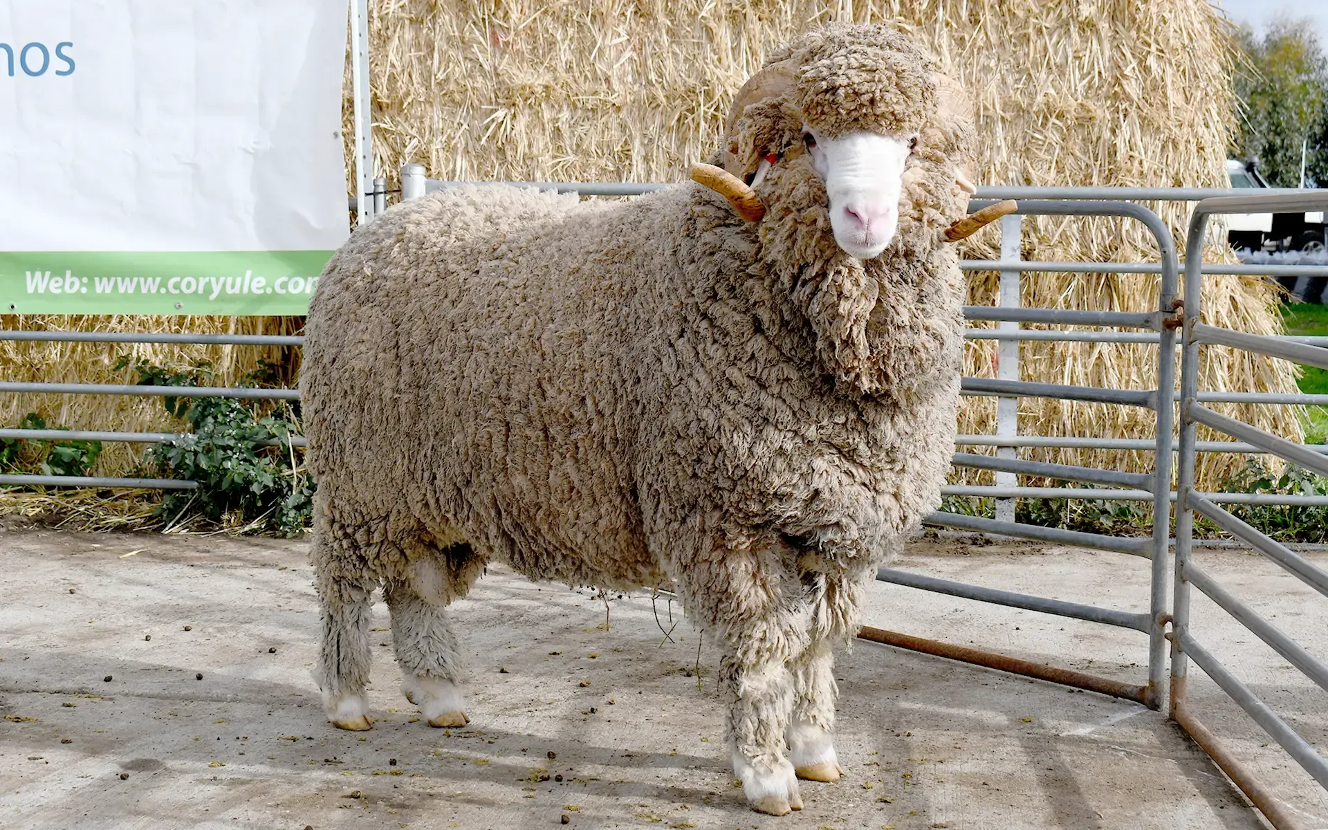 Coryule Merinos - Australian Sheep & Wool Show in Bendigo, Victoria - 19th - 21st July 2024