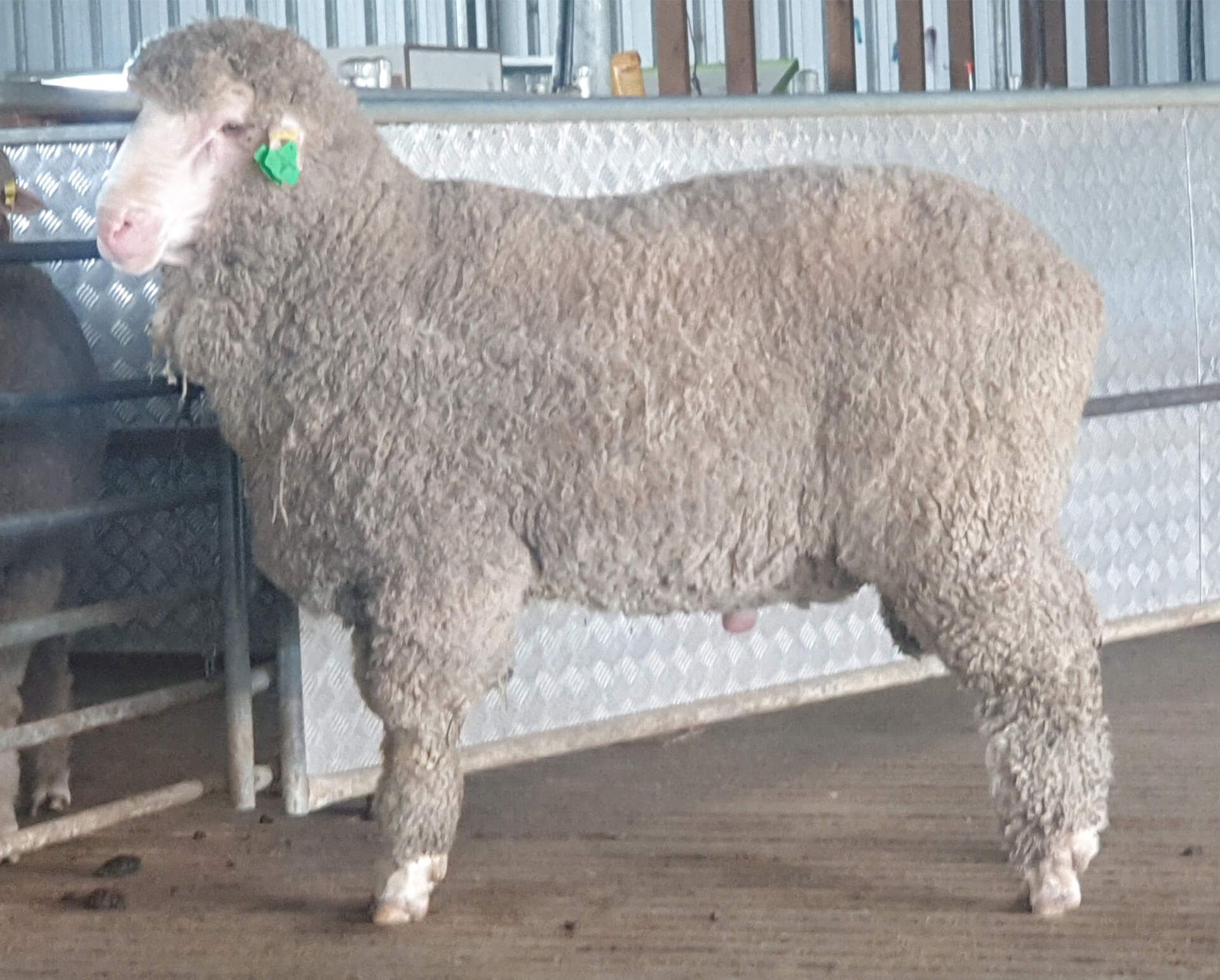 Coryule Merinos Sires Coryule Merinos Sires