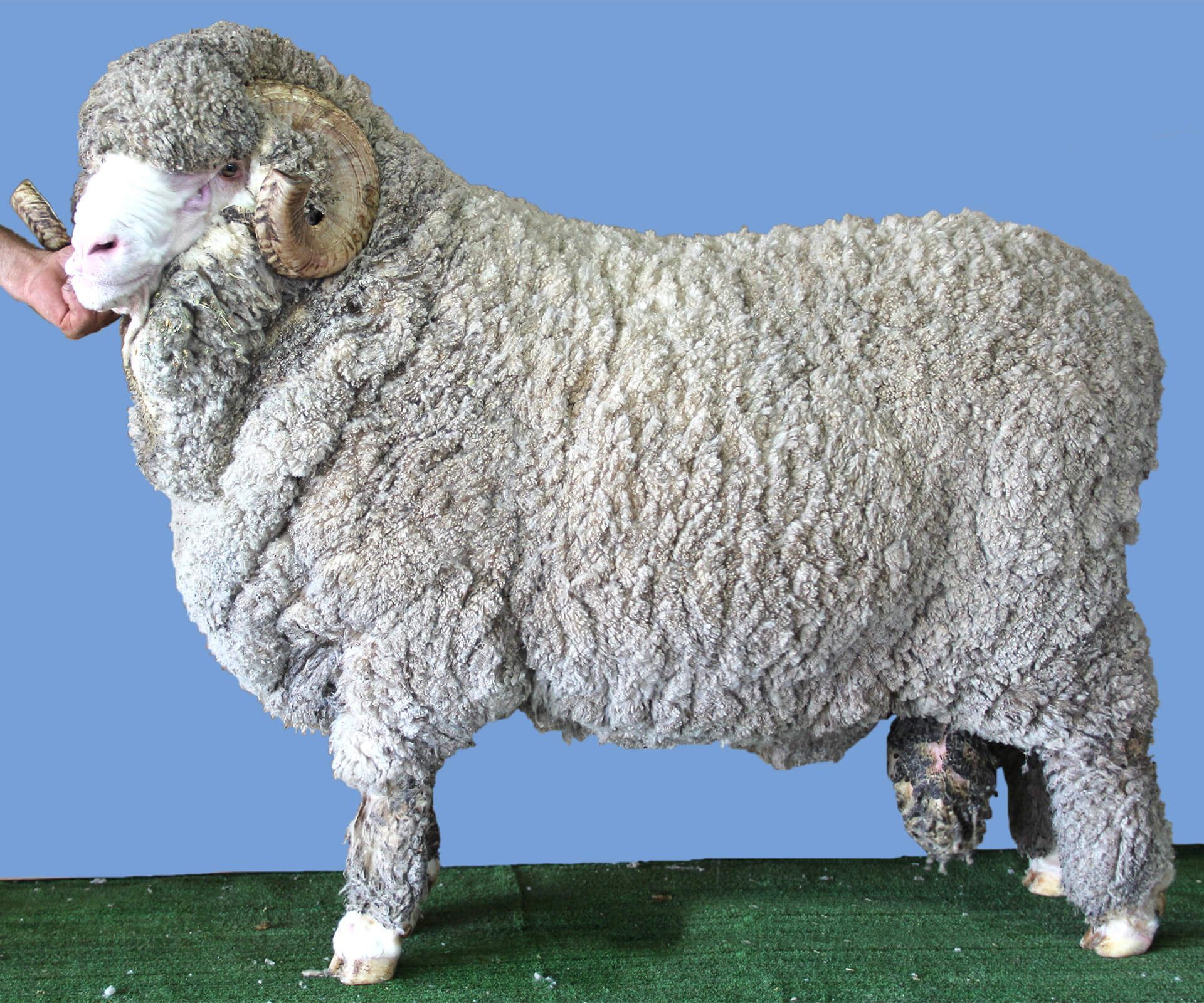 Coryule Merinos Sires Coryule Merinos Sires