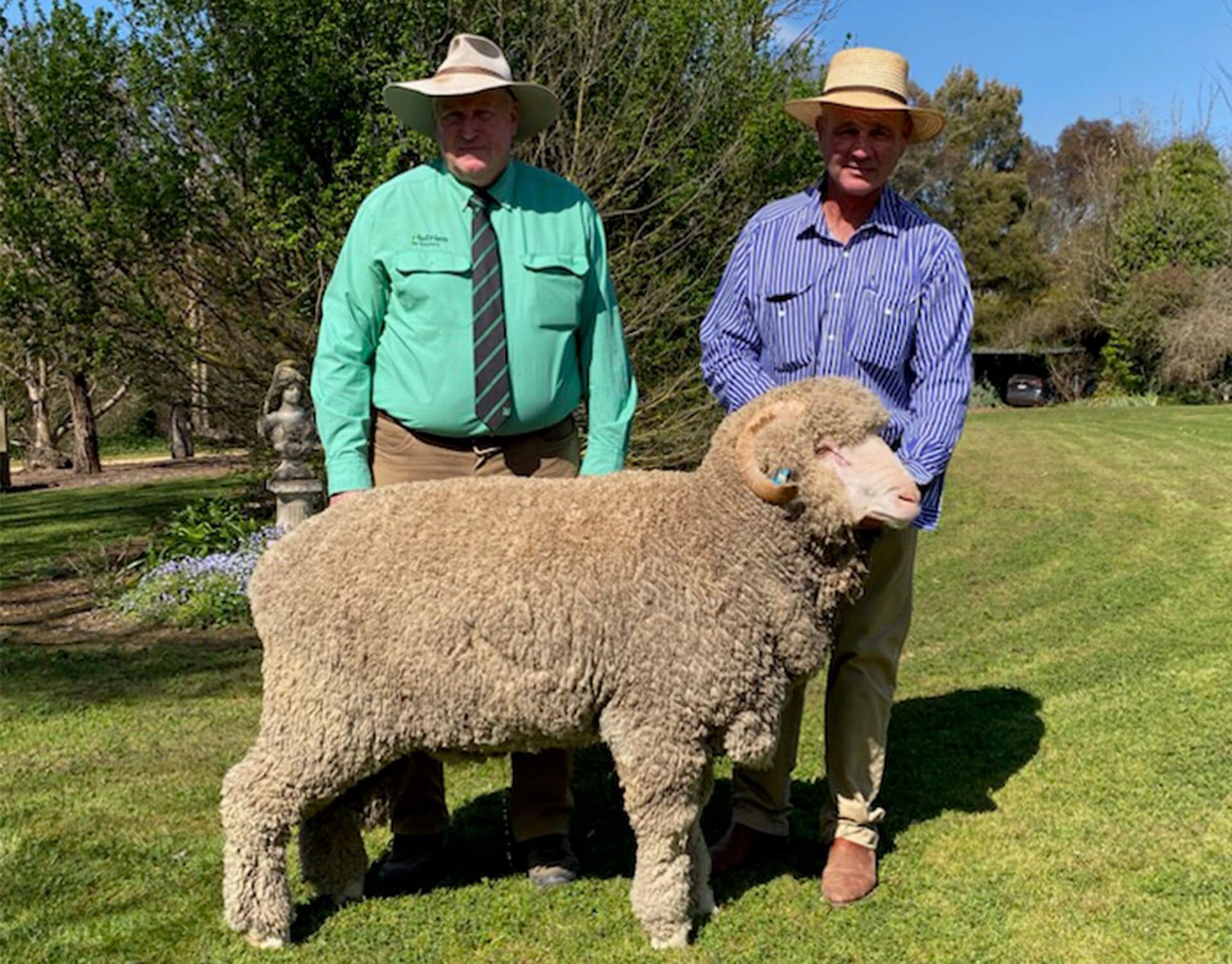 Coryule Merinos Sires Coryule Merinos Sires