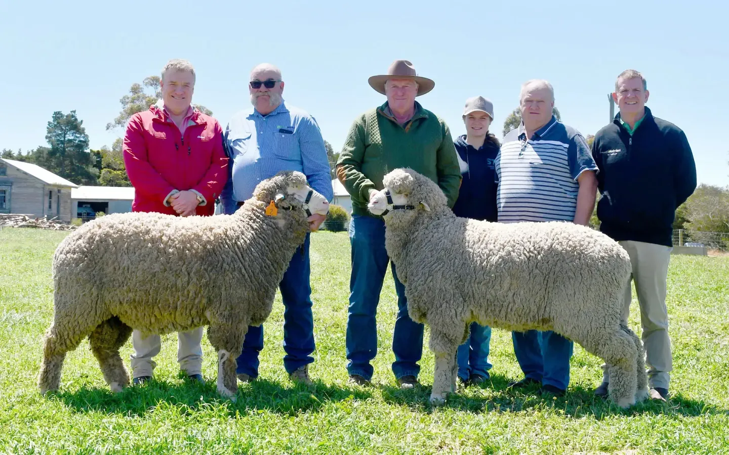 Coryule Merinos Sale Day 2025