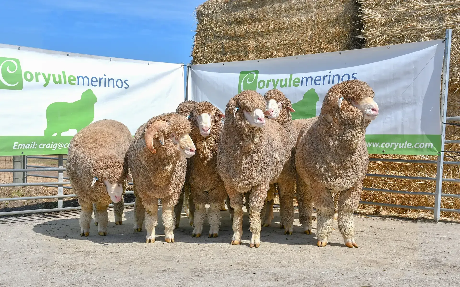 Some top lots in the upcoming 2026 Coryule Merinos On-Farm Sale