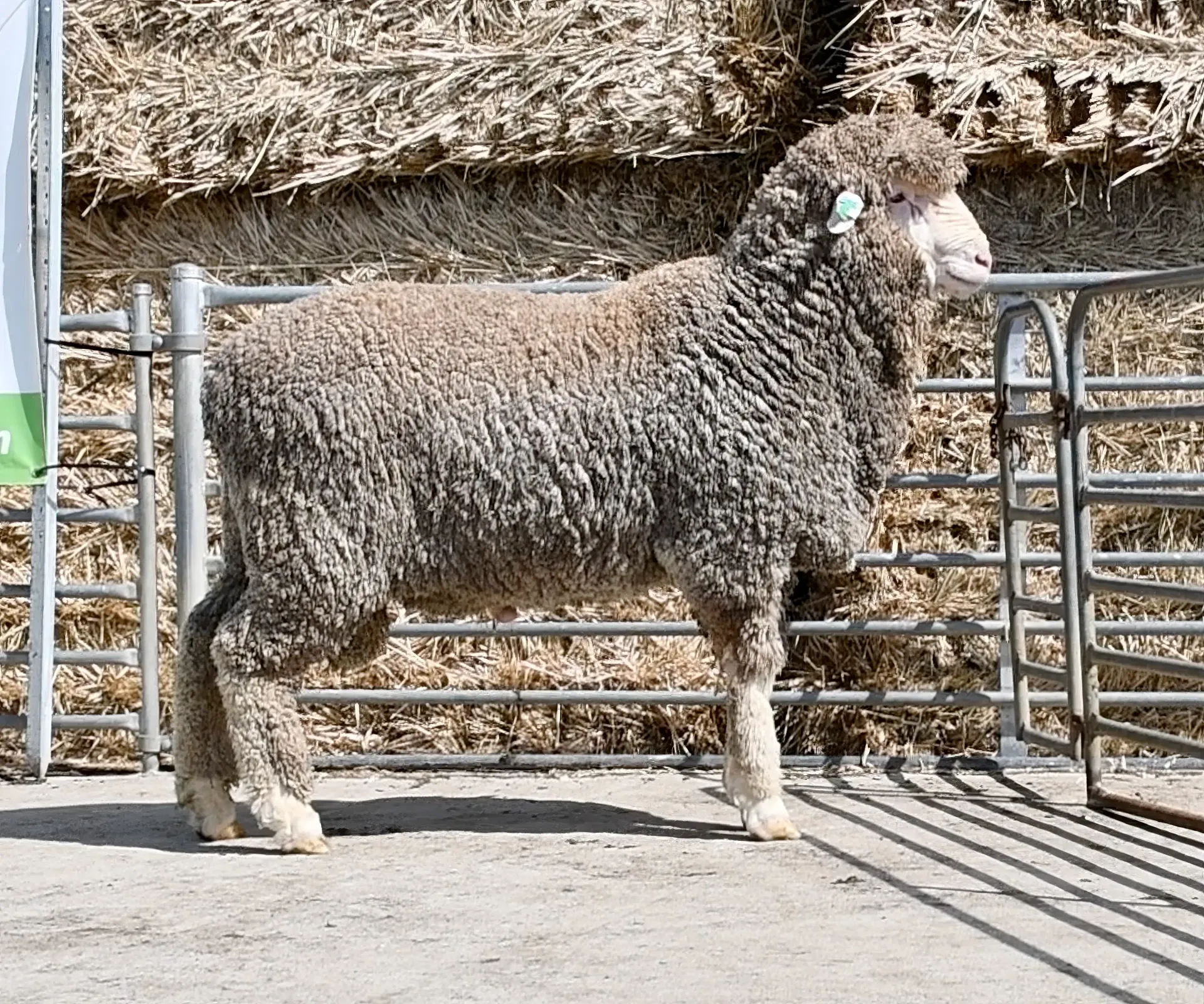 Coryule-Merinos-On-Farm-Ram-Sale-2026