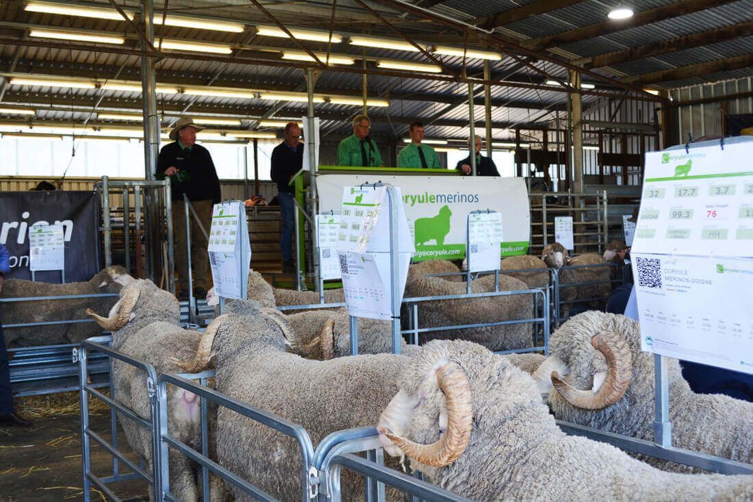 Coryule Merinos On-Farm Ram Sale 2024
