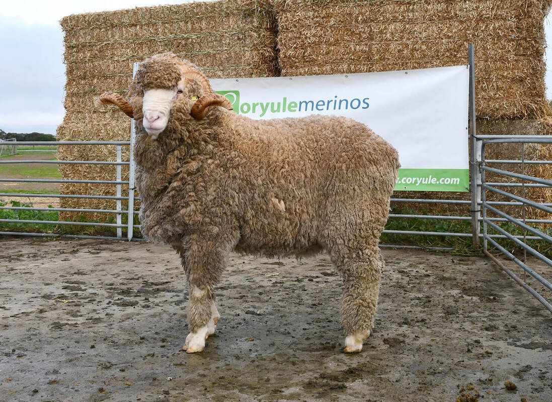 Australian Sheep and Wool Show 14th - 16th of July 2023 in Bendigo