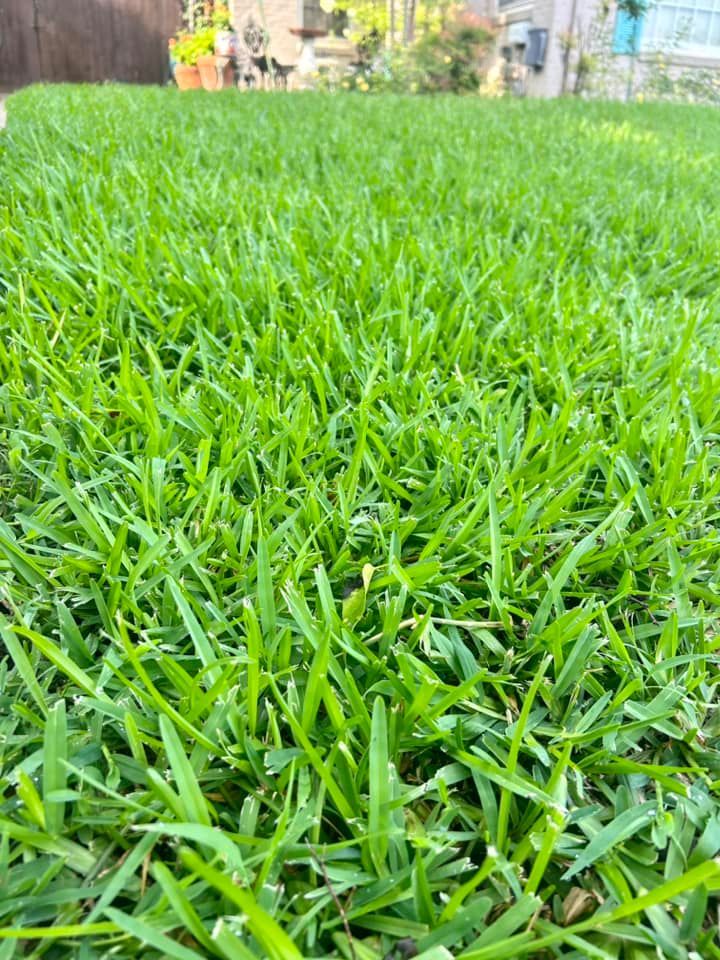A Close up Of a Lush Green Field of Grass - Collinsville, TX - L5 Irrigation