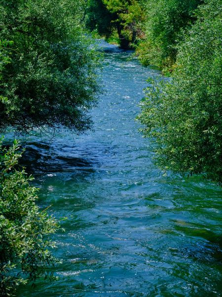 Narrow blue river flowing through dense green trees and vegetation