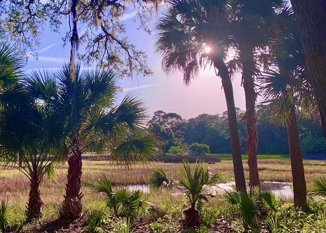 The sun is shining through the palm trees in a field