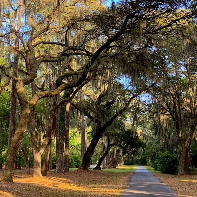 A path surrounded by trees with spanish moss hanging from the branches