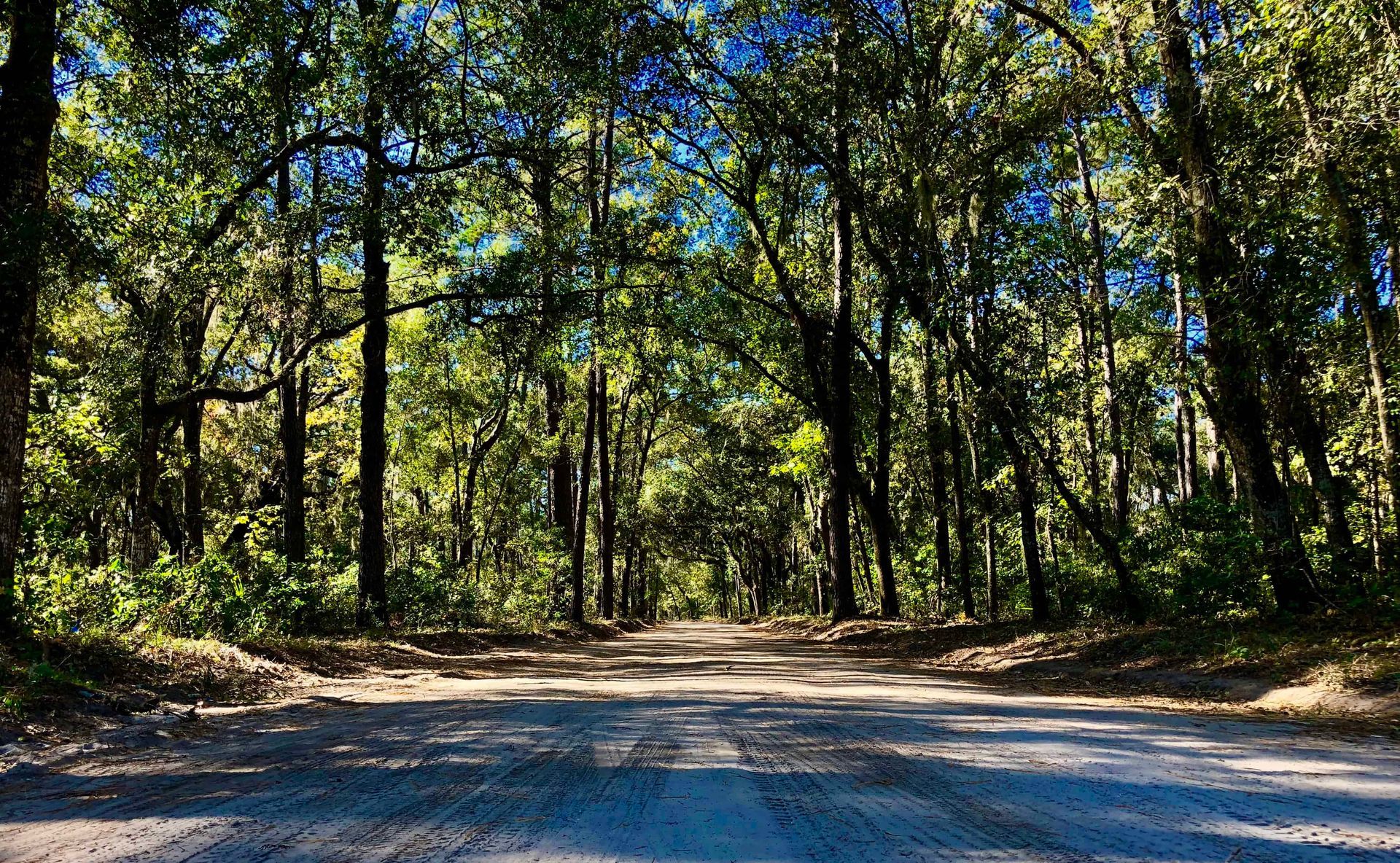 A dirt road going through a forest on a sunny day.