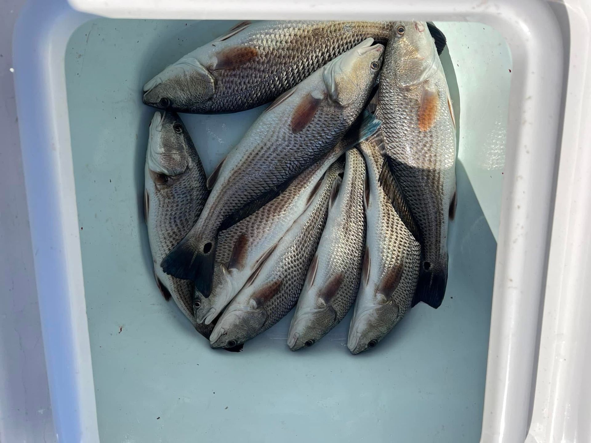 A bunch of fish are in a white container