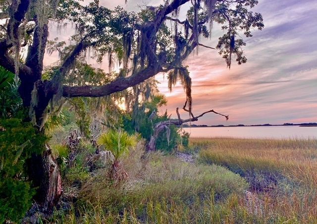 A painting of a swamp with a tree in the foreground and a sunset in the background.
