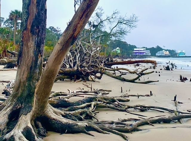 The roots of a tree are visible on the beach