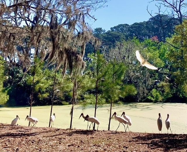 A flock of birds standing in a field with trees in the background