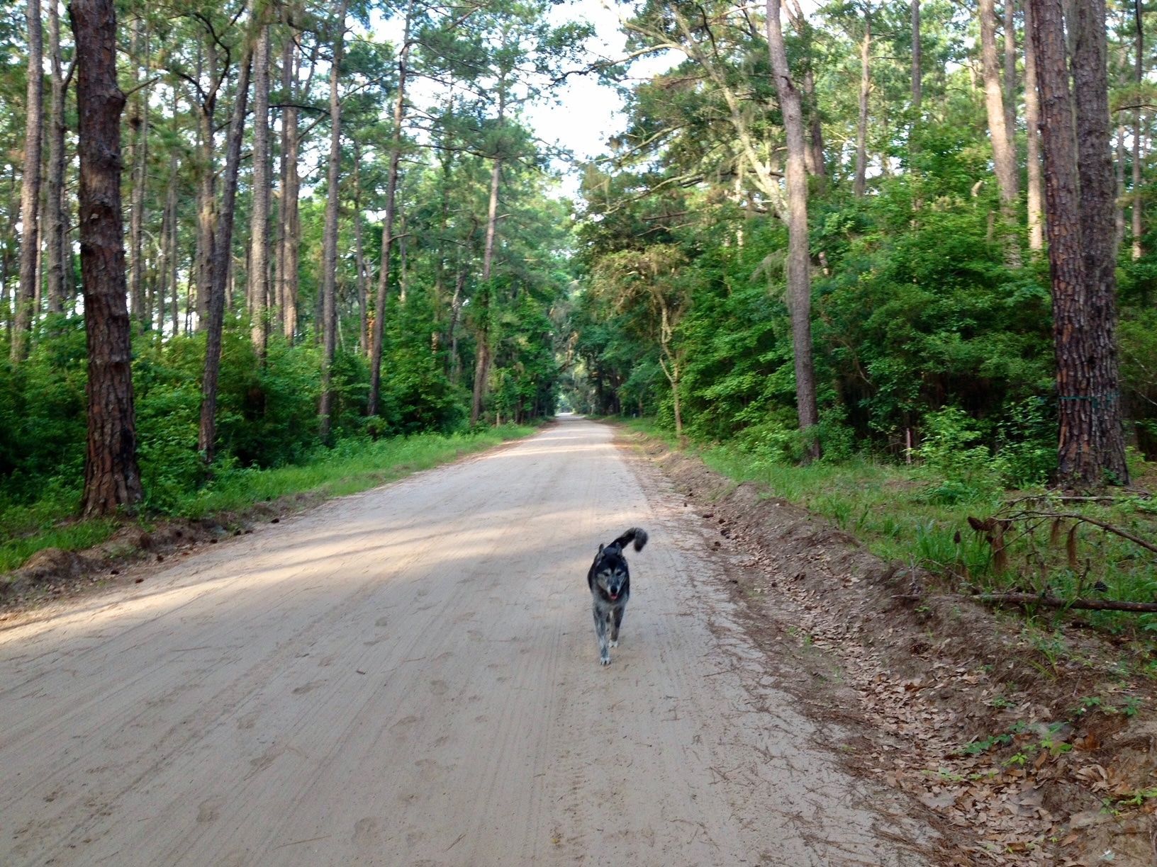 A dog is walking down a dirt road in the woods