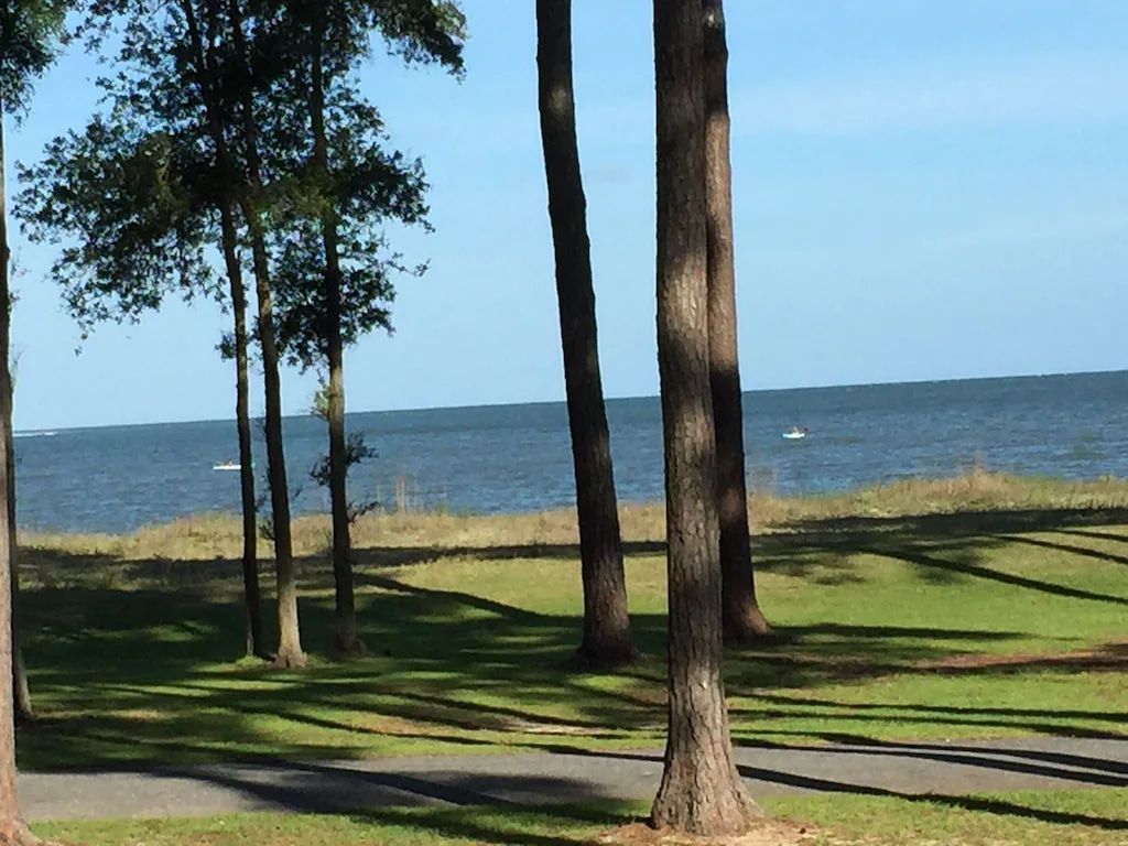A view of the ocean through the trees on a sunny day