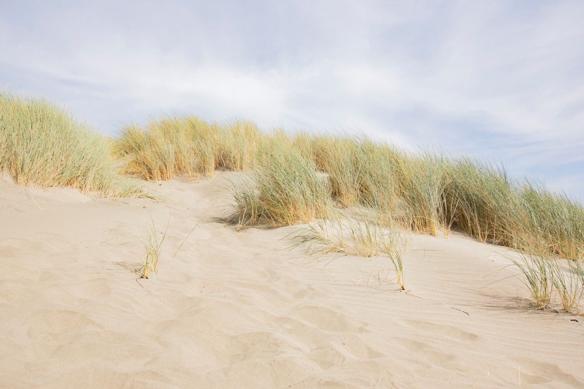A sand dune with grass growing out of it on a sunny day.
