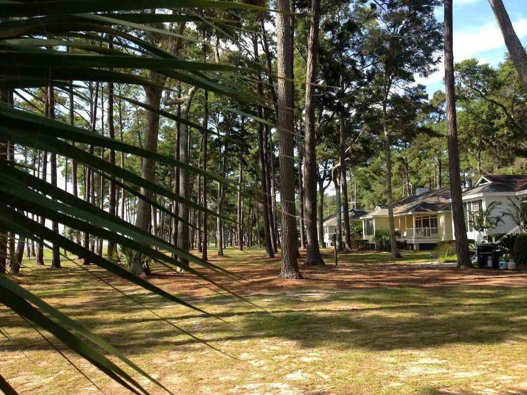 A house in the middle of a forest with a palm tree in the foreground