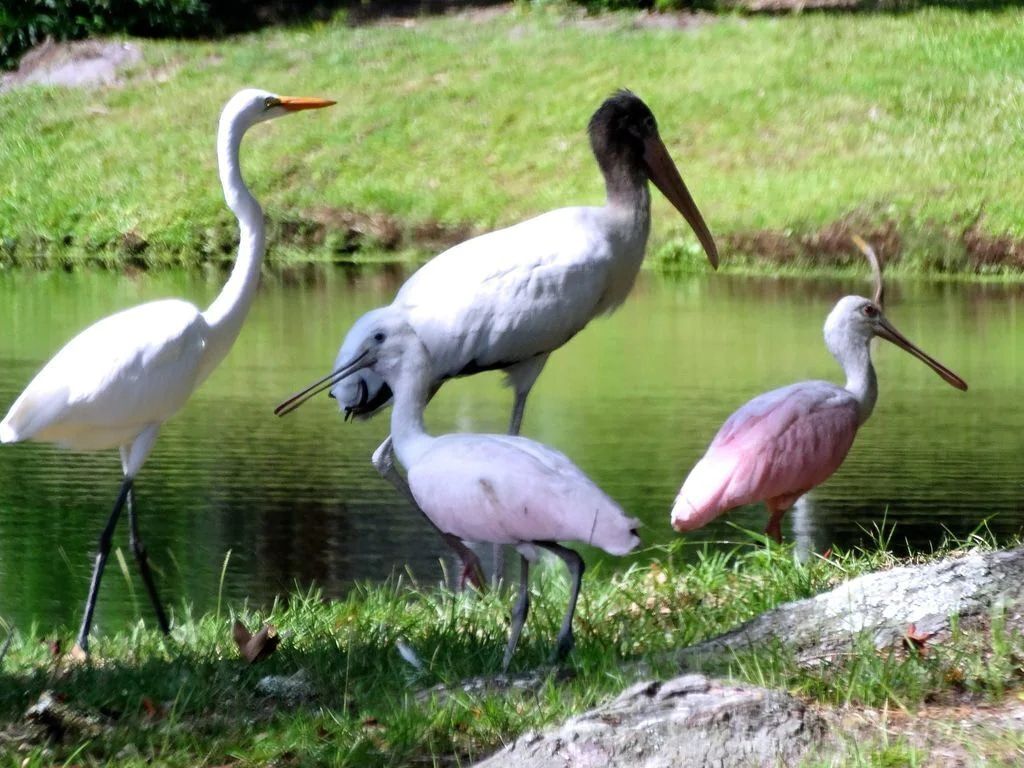 A group of birds standing next to a body of water