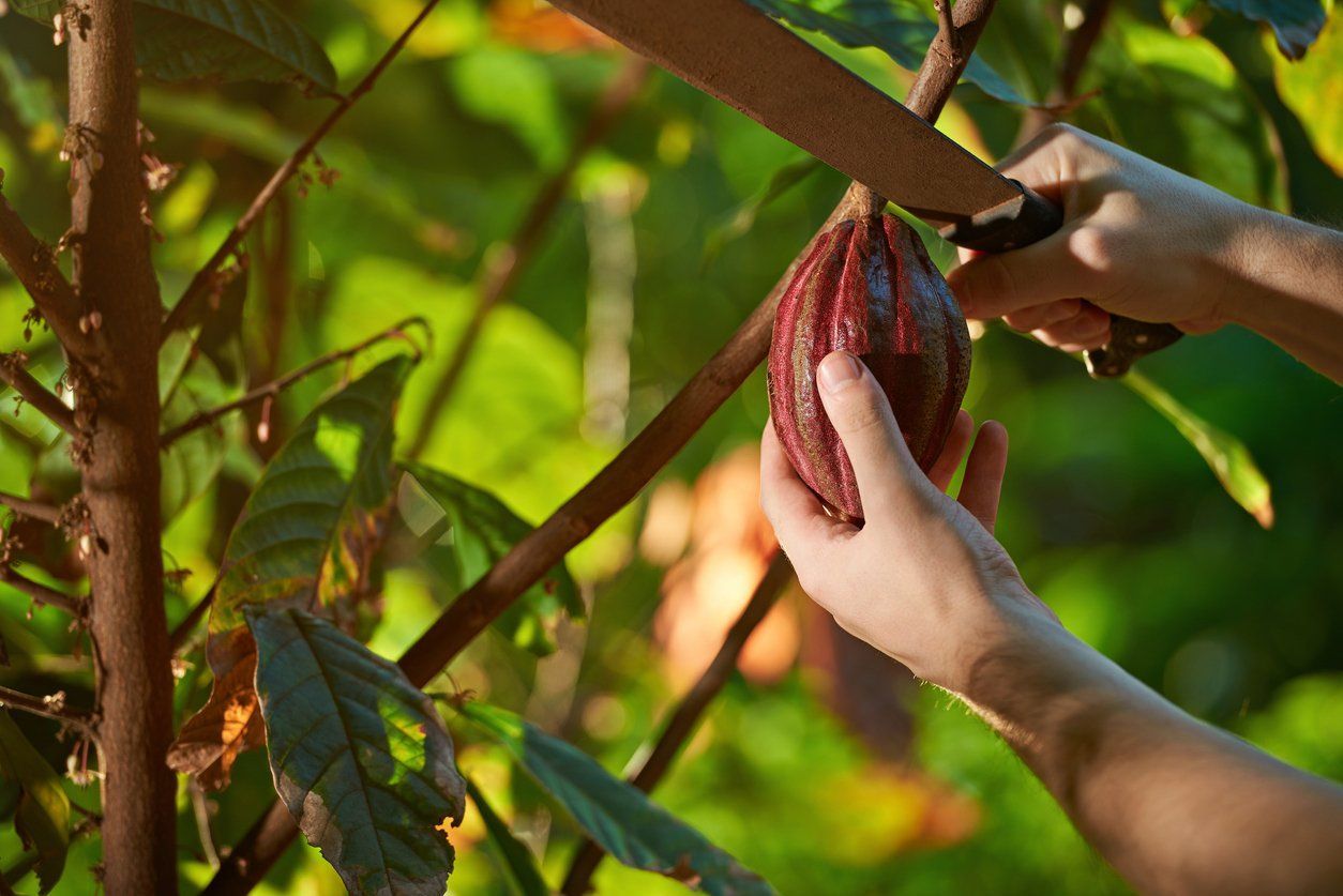 O Doce e o Amargo na Cultura do Chocolate
