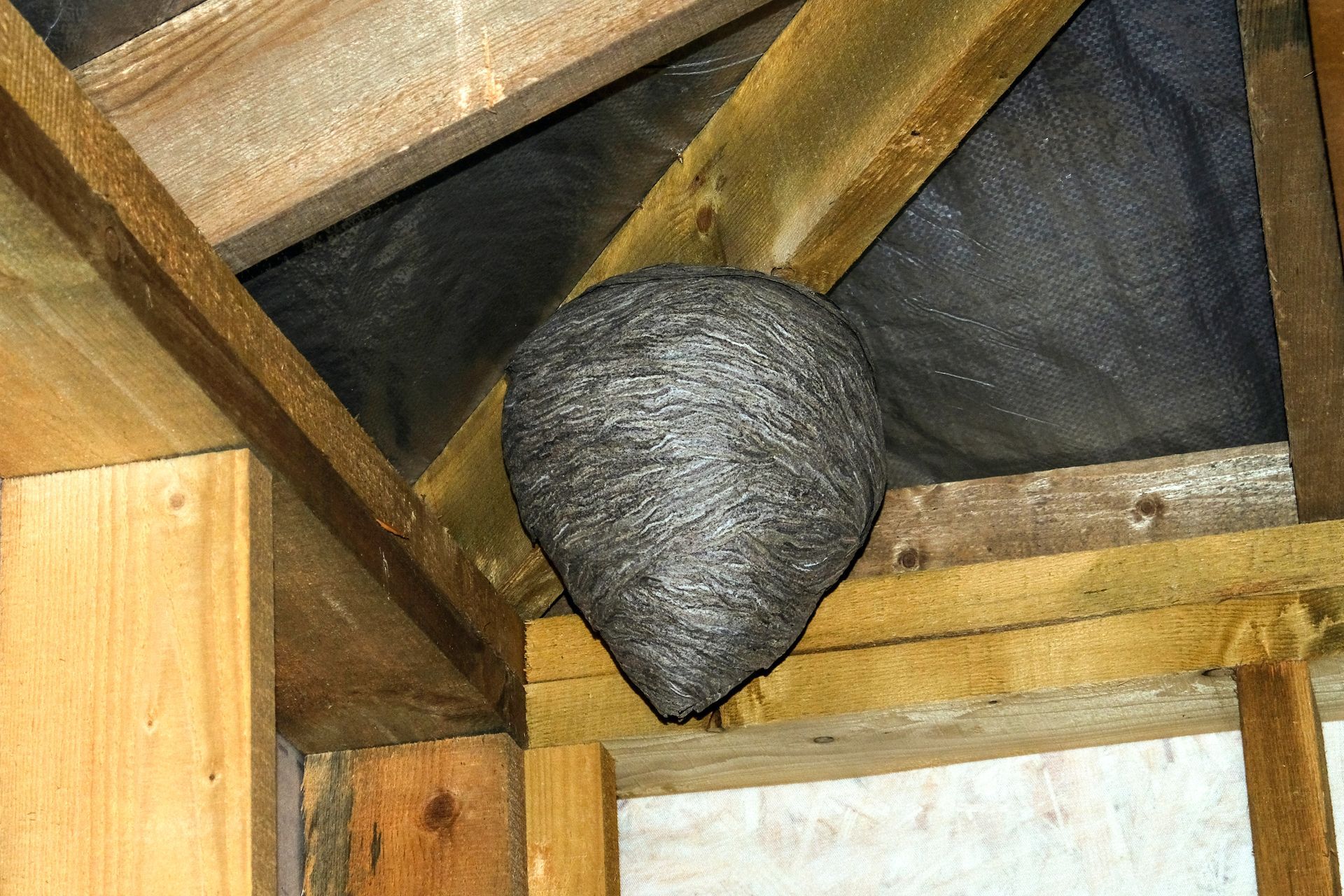 huge wasp nest