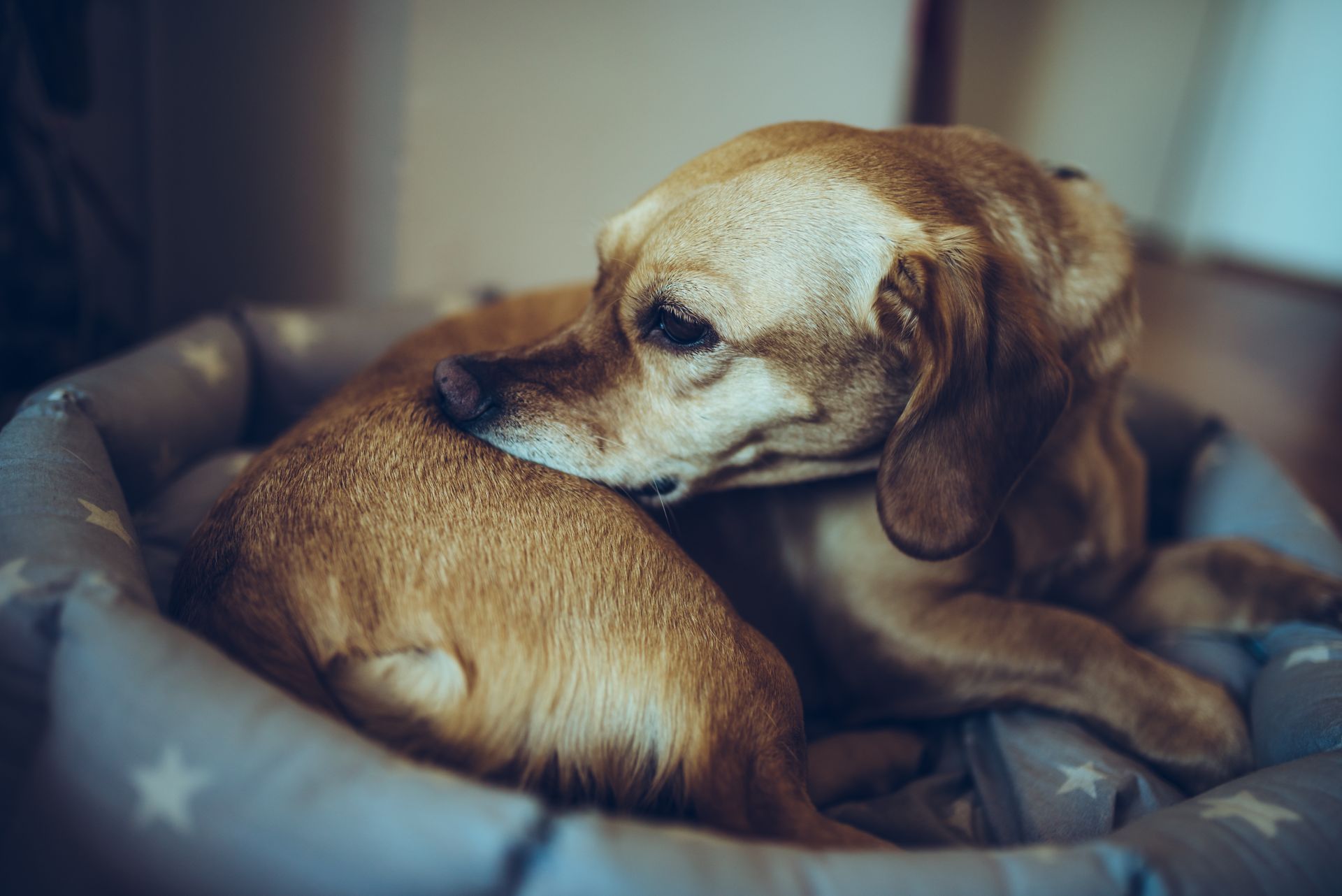 Small yellow dog laying down in bed and biting his back